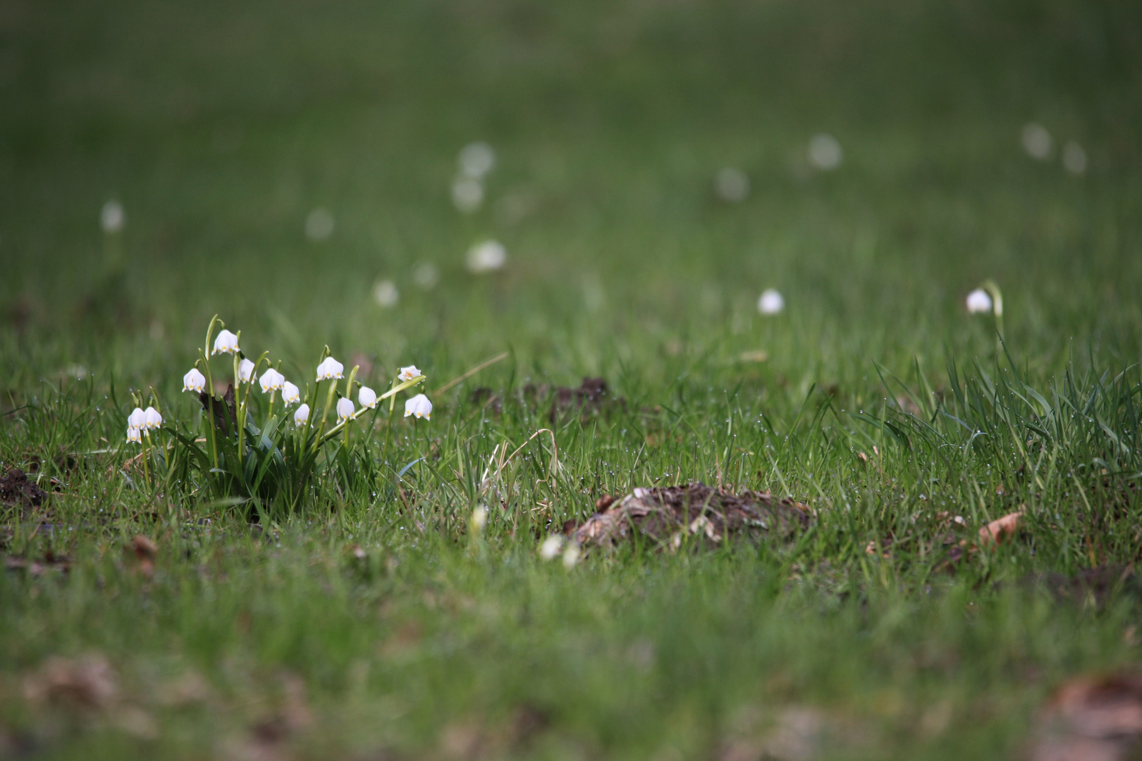 Märzenbecherblüte im Polenztal