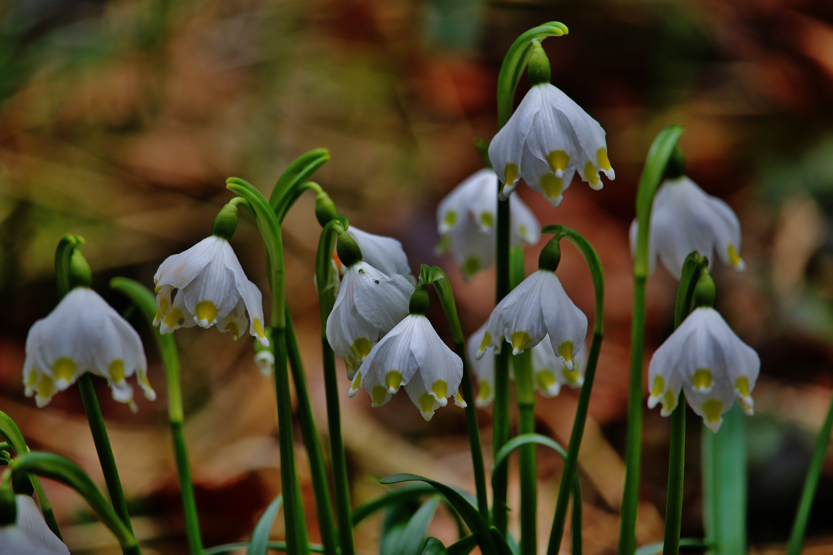 Märzenbecherblüte im Wolfstal bei Lauterach