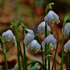 Märzenbecherblüte im Wolfstal bei Lauterach