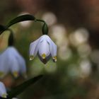 Märzenbecherblüte im Wolfstal