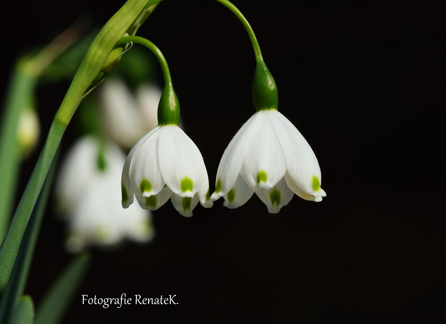 Märzenbecherblüten