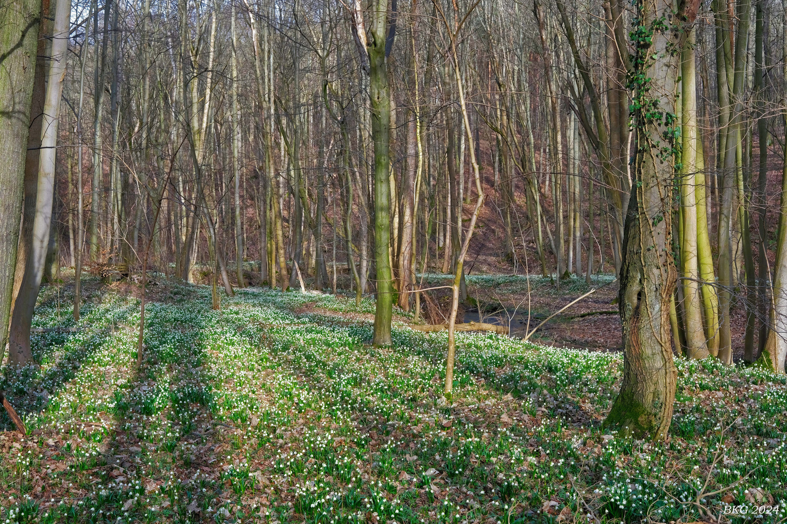 Märzenbecherblüten im Auenwald bei Ossig 