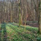 Märzenbecherblüten im Auenwald bei Ossig 