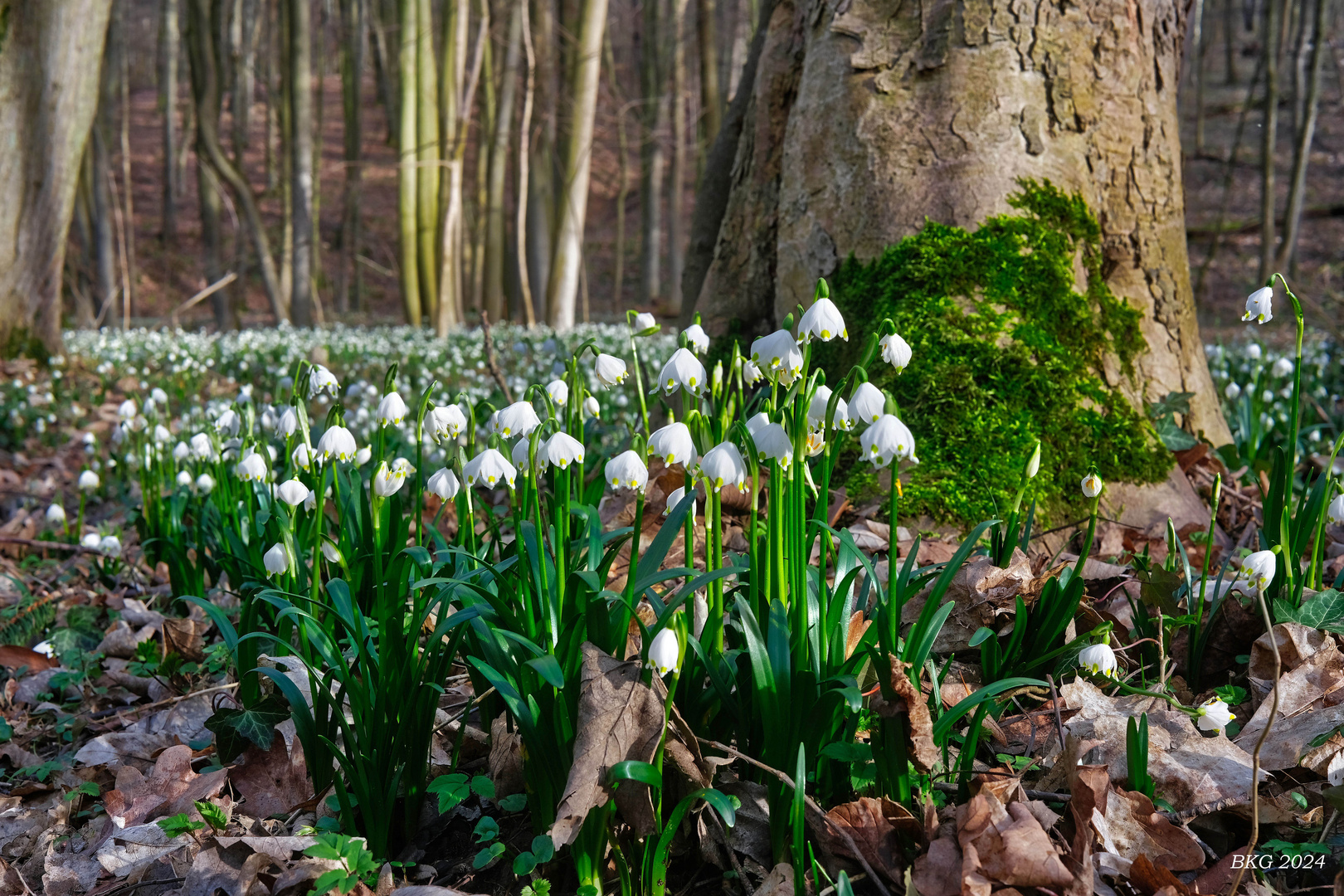 Märzenbecherblüten im Auenwald Ossig  