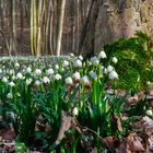 Märzenbecherblüten im Auenwald Ossig  