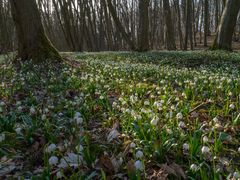 Märzenbechermeer 