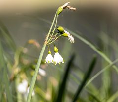 Maerzenbechern vom April