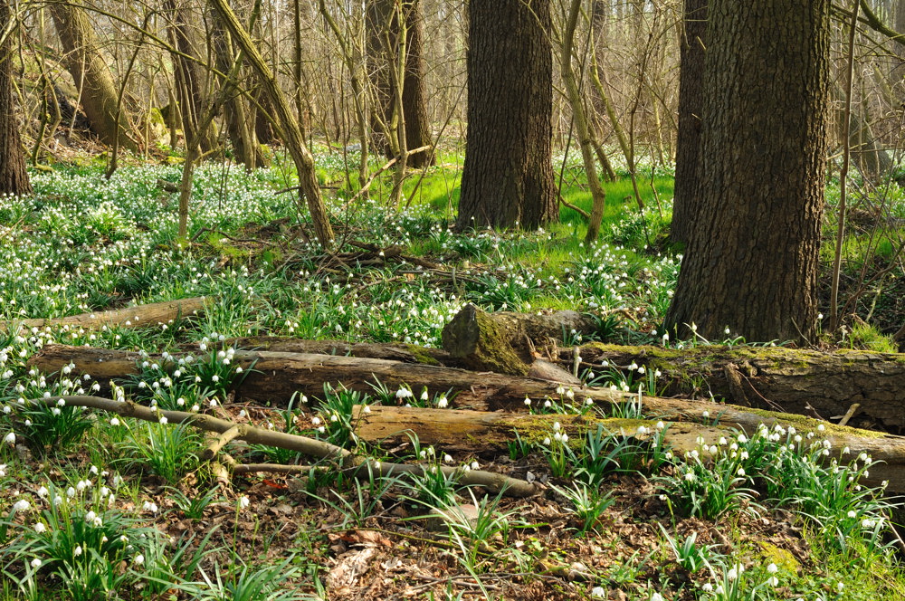 Märzenbecher(ur-)Wald