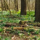 Märzenbecher(ur-)Wald