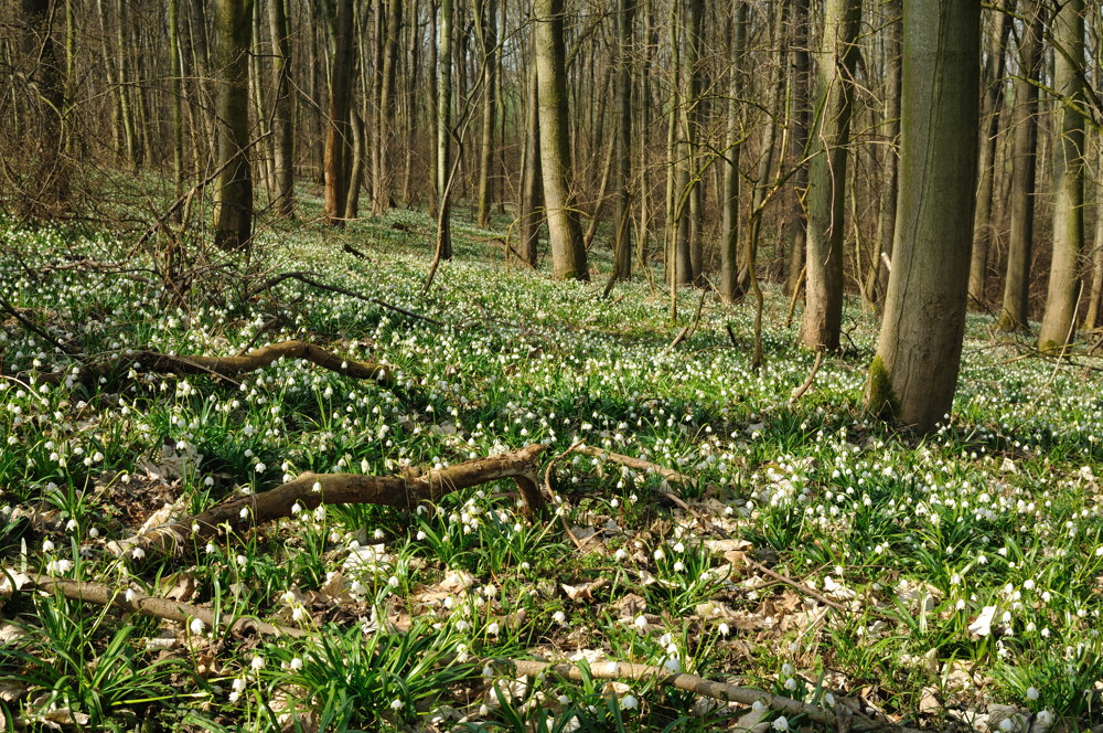 Märzenbecherwald