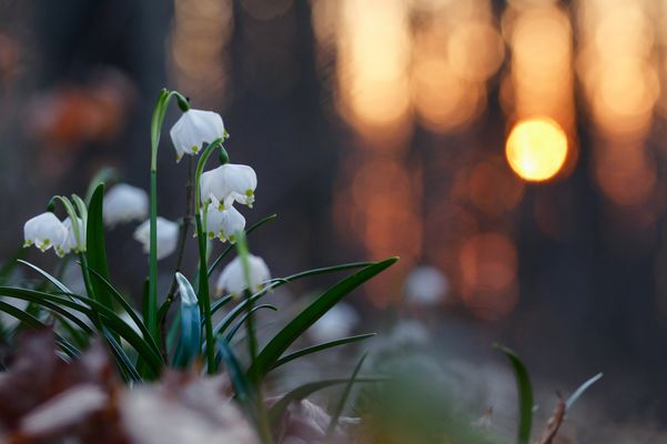 Märzenbecherwald 2014