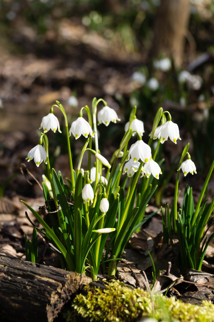 Märzenbecherwald