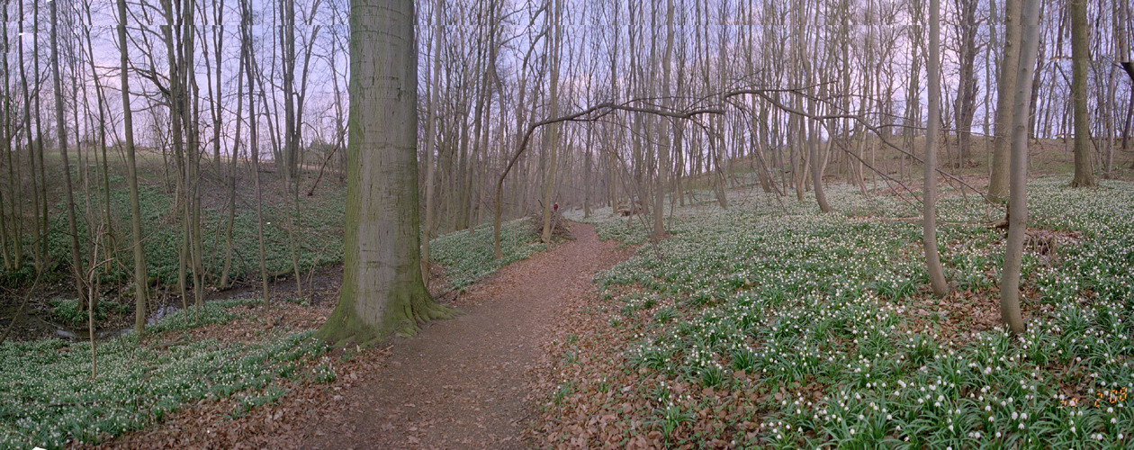 Märzenbecherwald