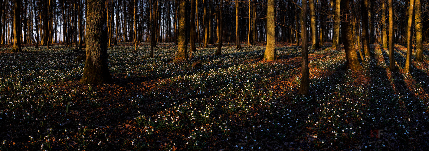 Märzenbecherwald