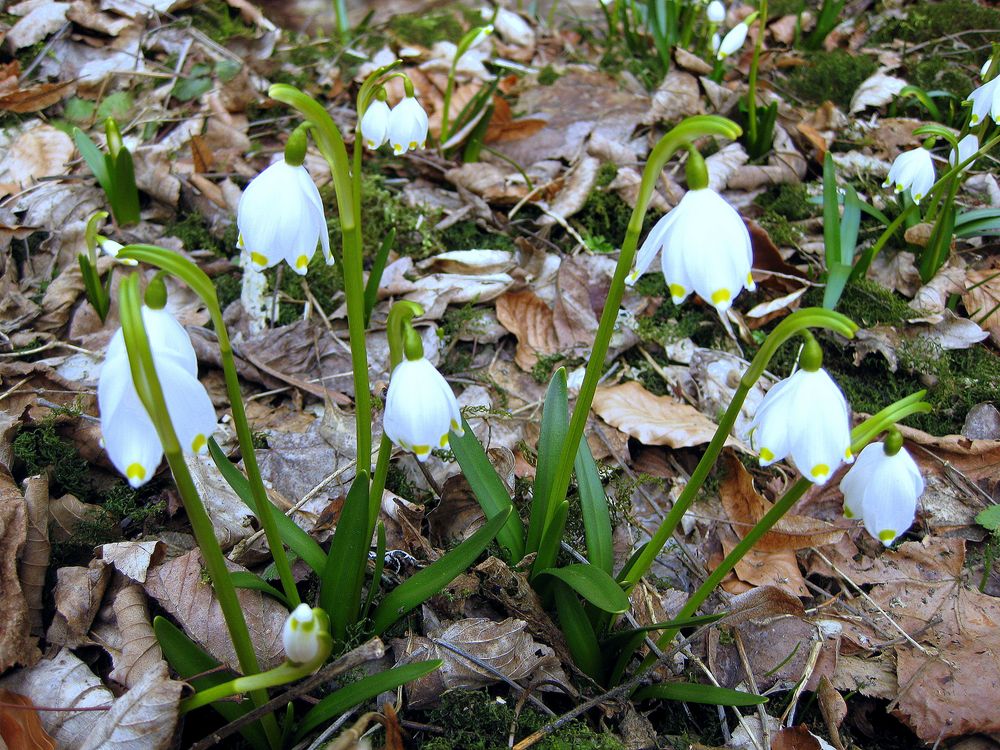 Märzenbecherwald