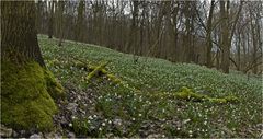 Märzenbecherwald an der ifflandquelle