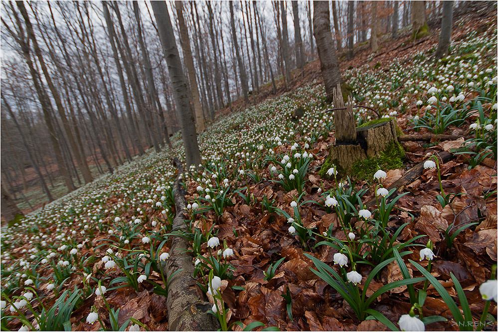 Märzenbecherwald