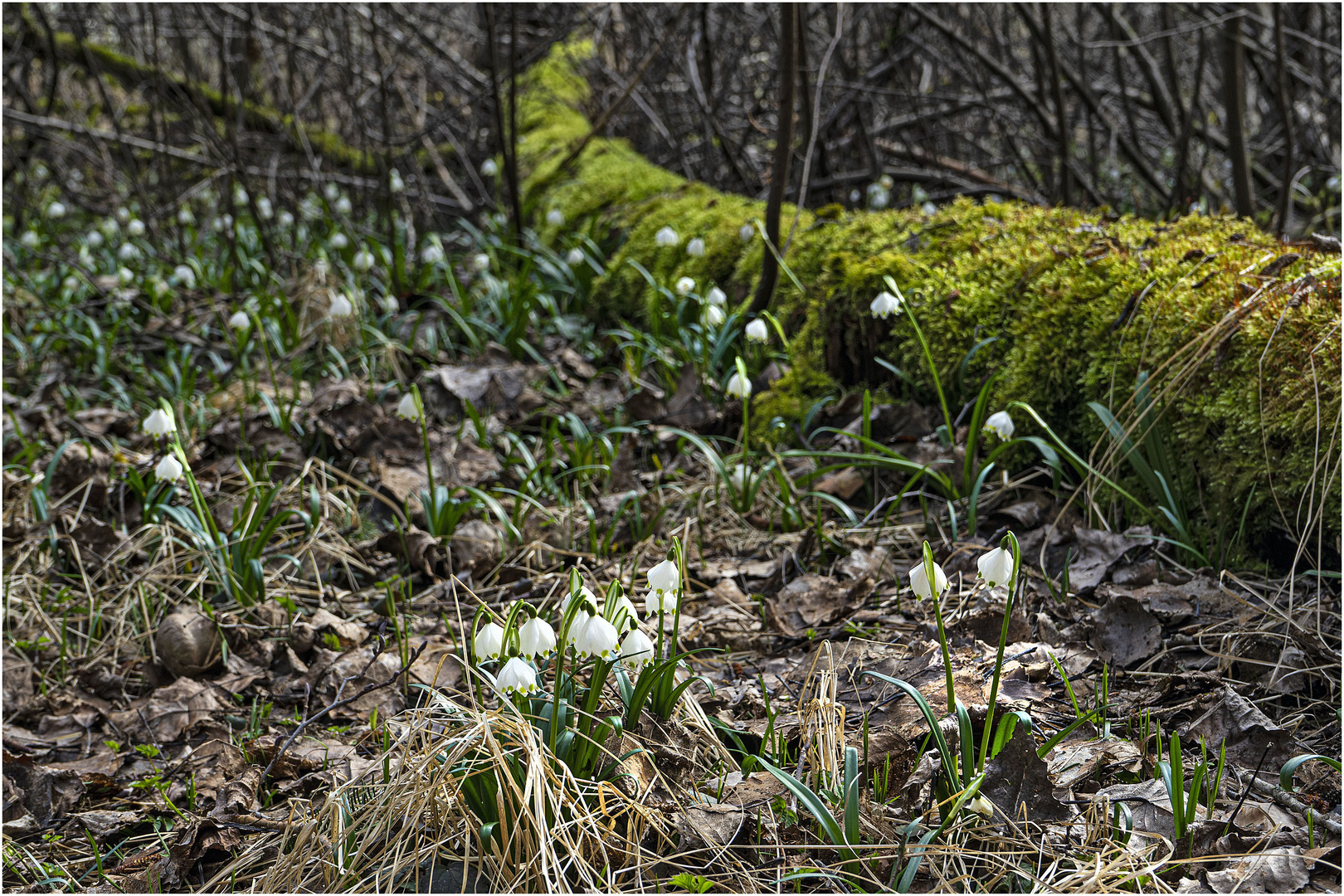 Märzenbecherwald Schwander Soos