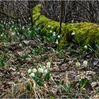 Märzenbecherwald Schwander Soos