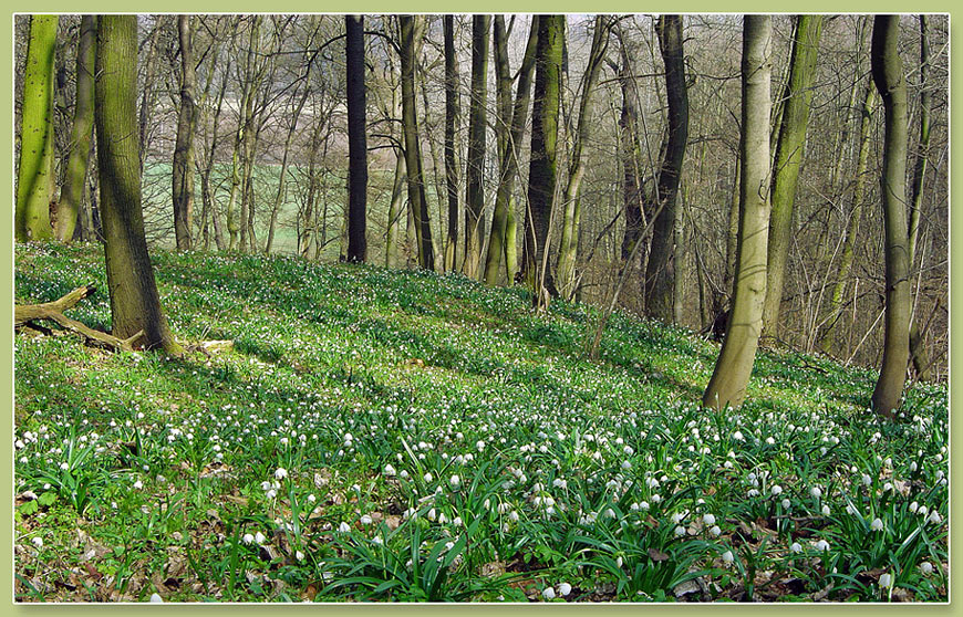 Märzenbecherwald2004