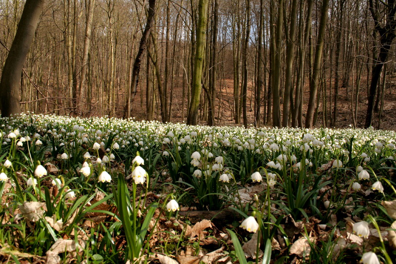 Märzenbecherwiese