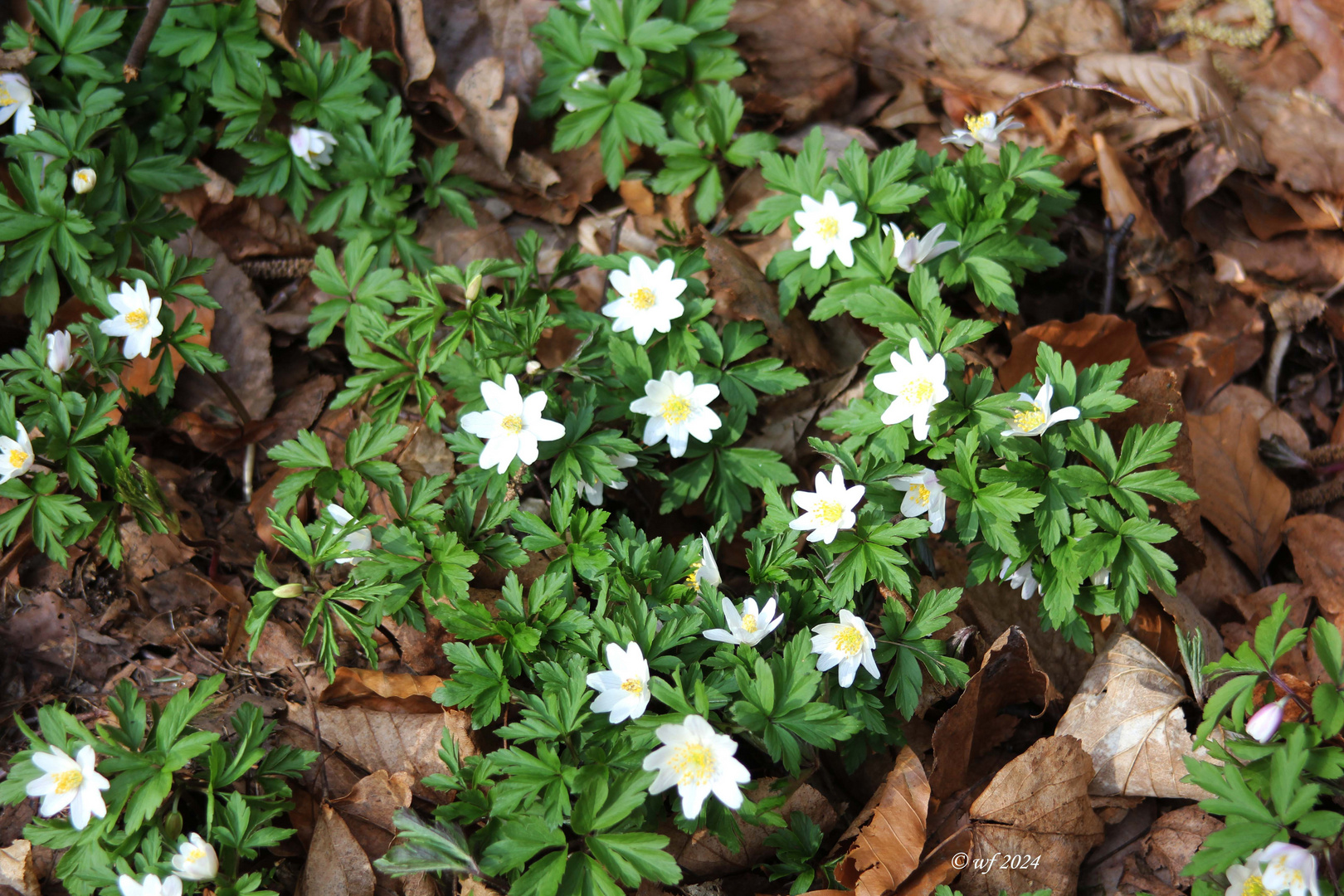 Märzenbecherwiesen (3)