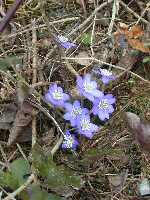 Märzenblümchen