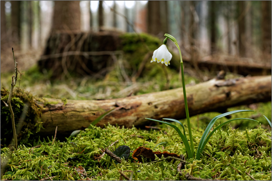 Märzenwald I