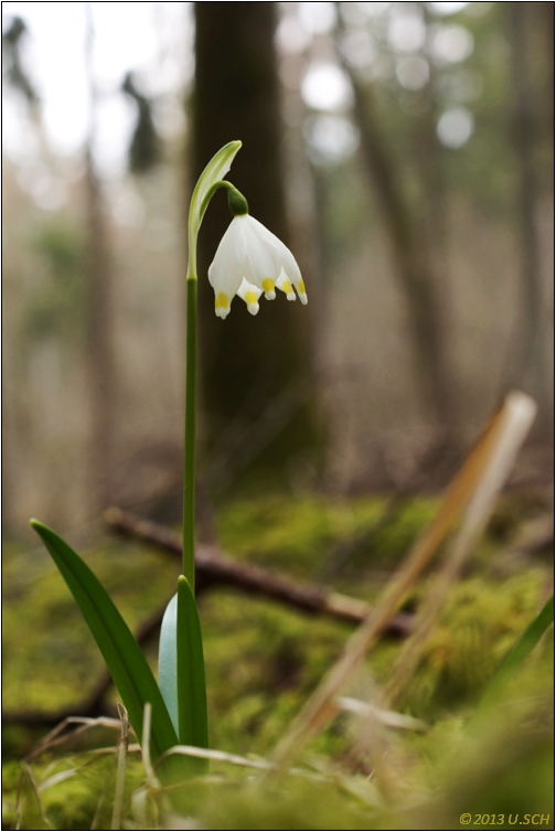 Märzenwald II