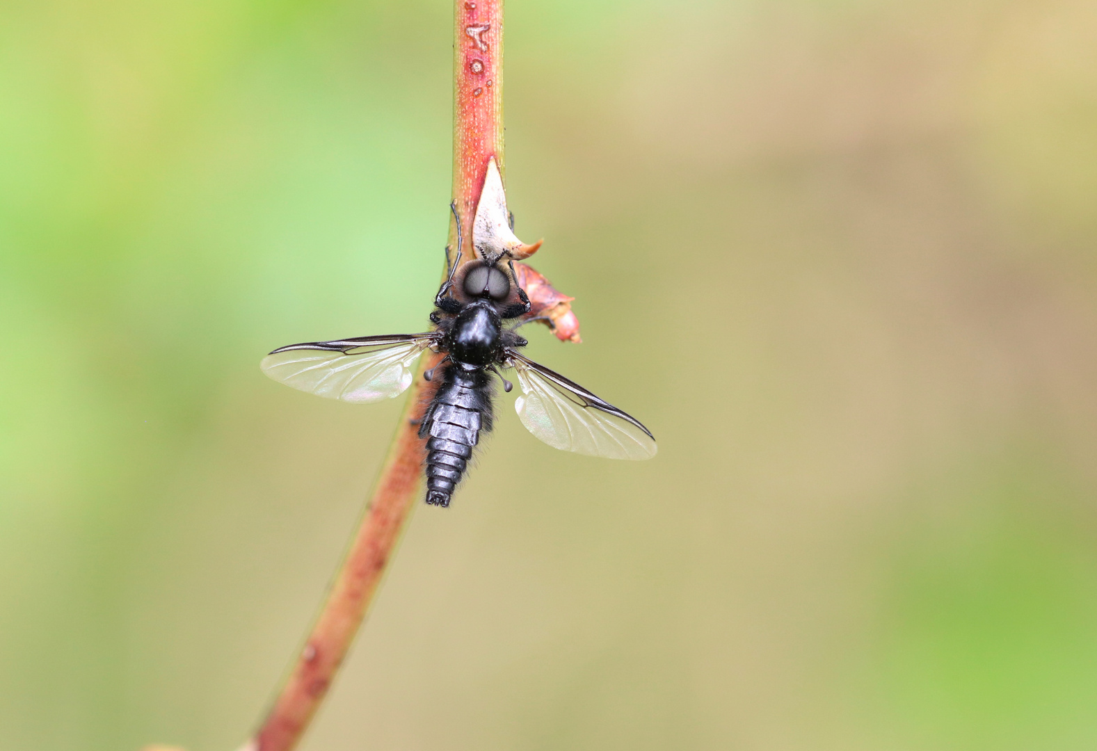 Märzfliege