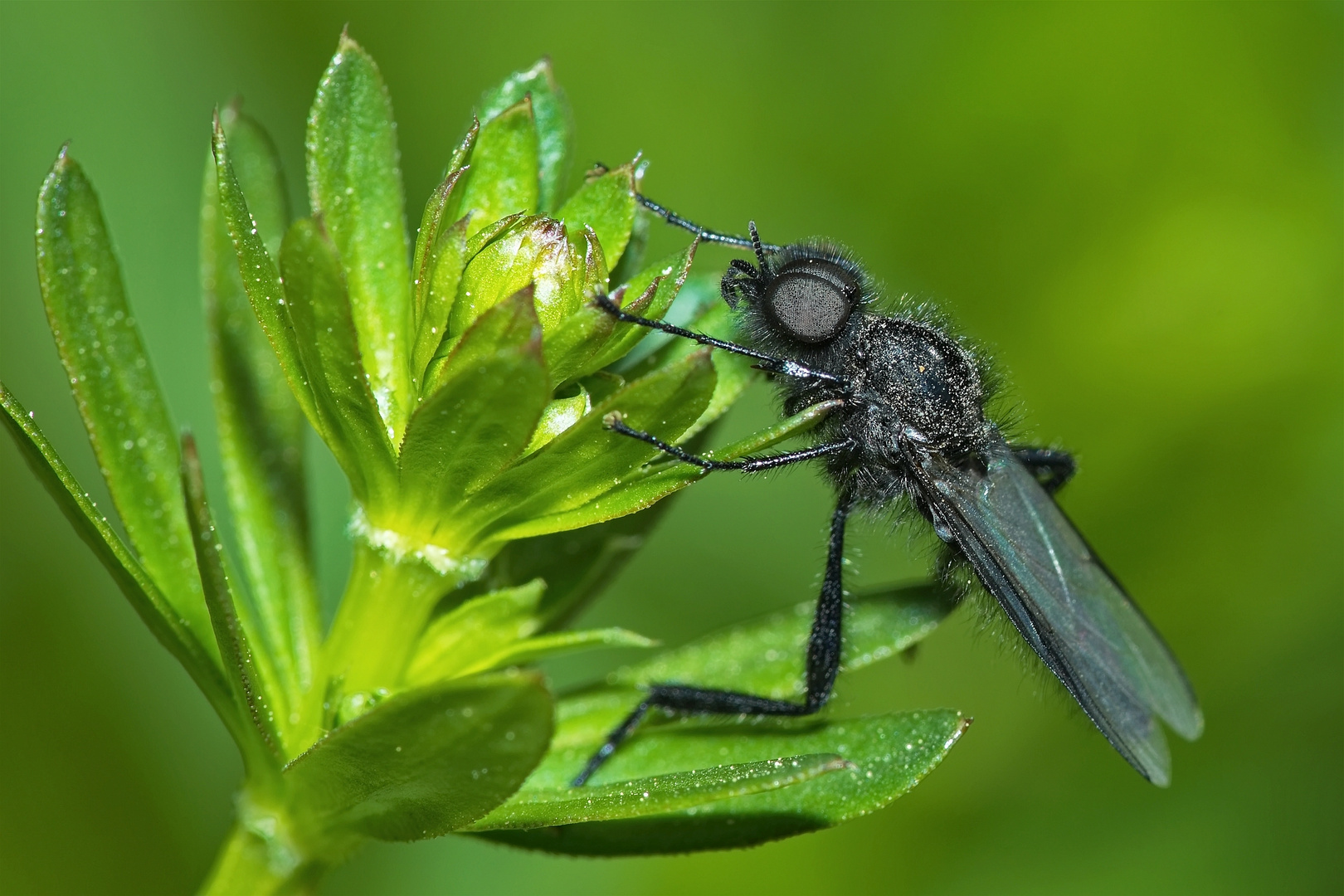 Märzfliege