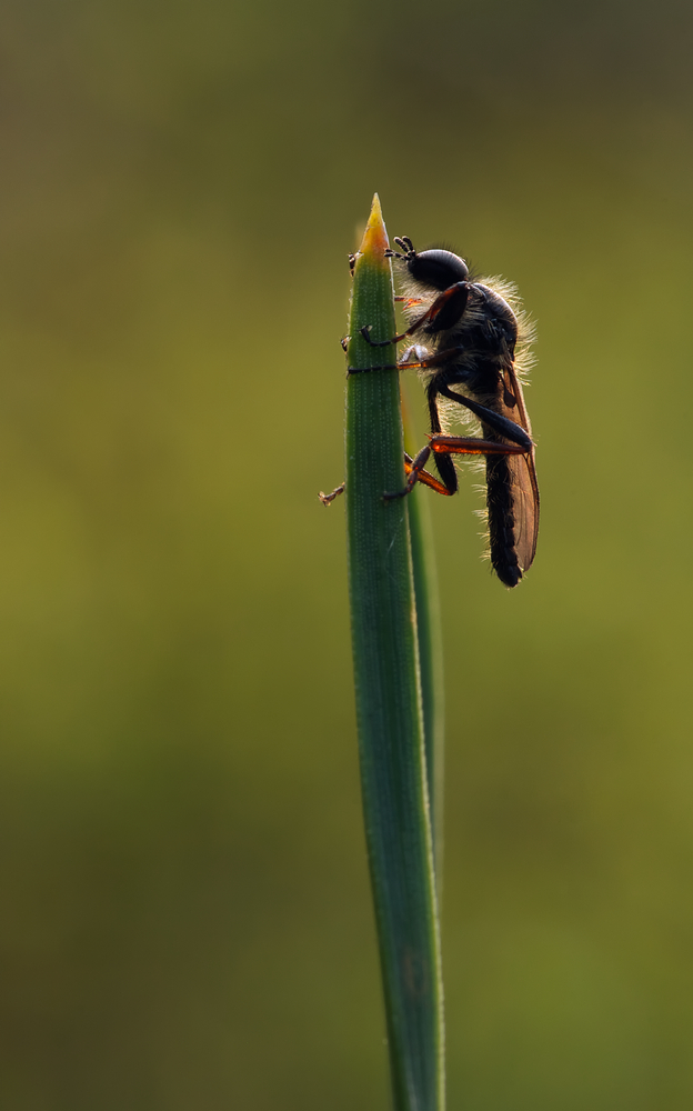 Märzfliege