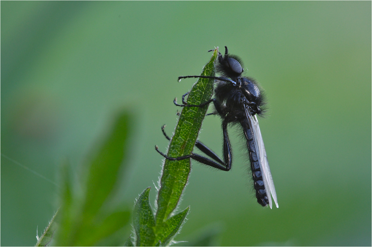 Märzfliege