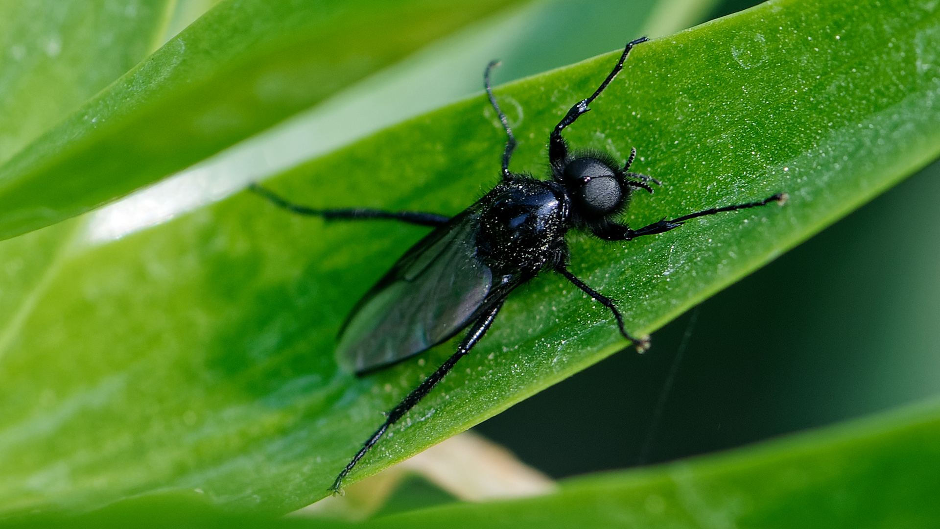 Märzfliege