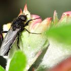 Märzfliege auf Apfel-Mai-Blüte