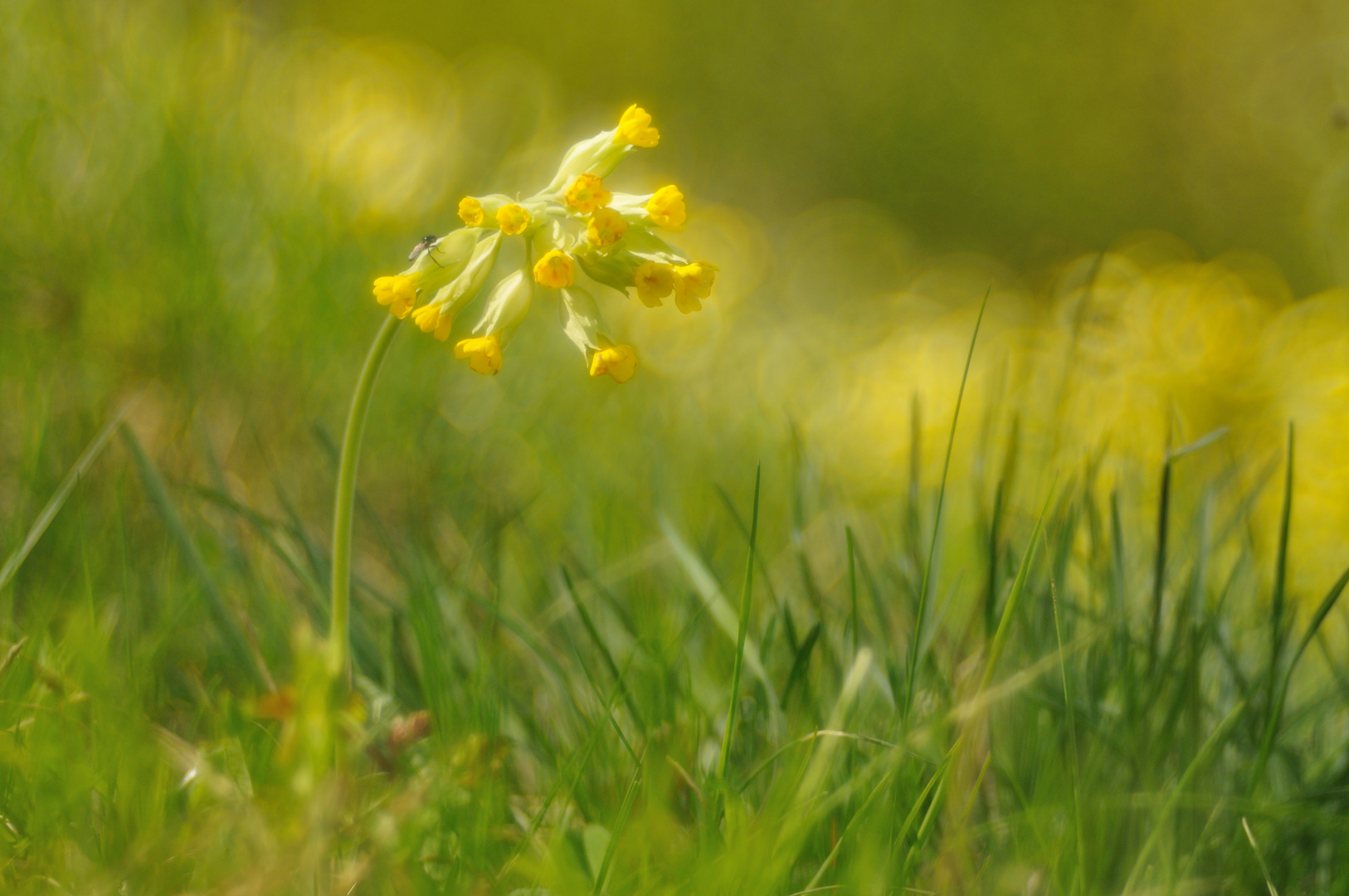 Märzfliege auf Schlüsselblumenwiese