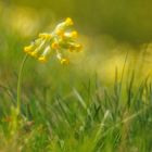 Märzfliege auf Schlüsselblumenwiese