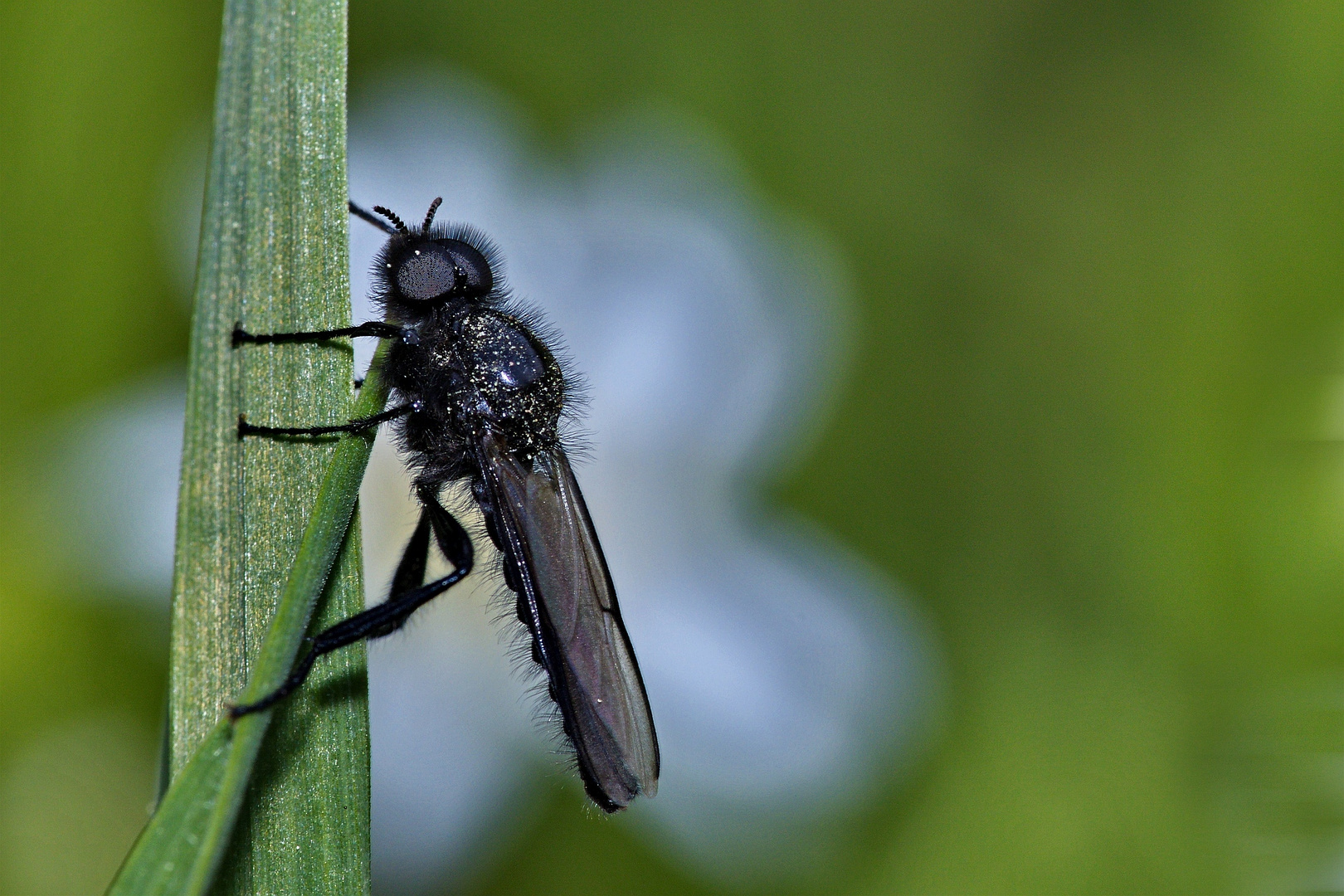 Märzfliege