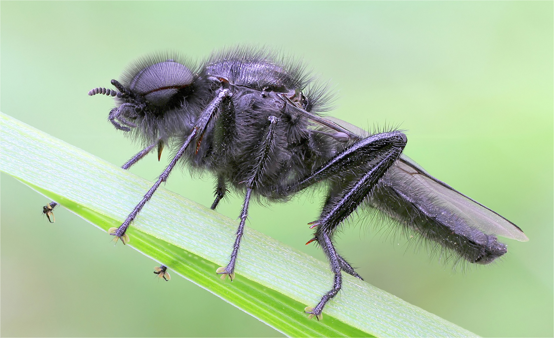 Märzfliege (Bibio marci) Foto & Bild | tiere, wildlife, insekten Bilder ...