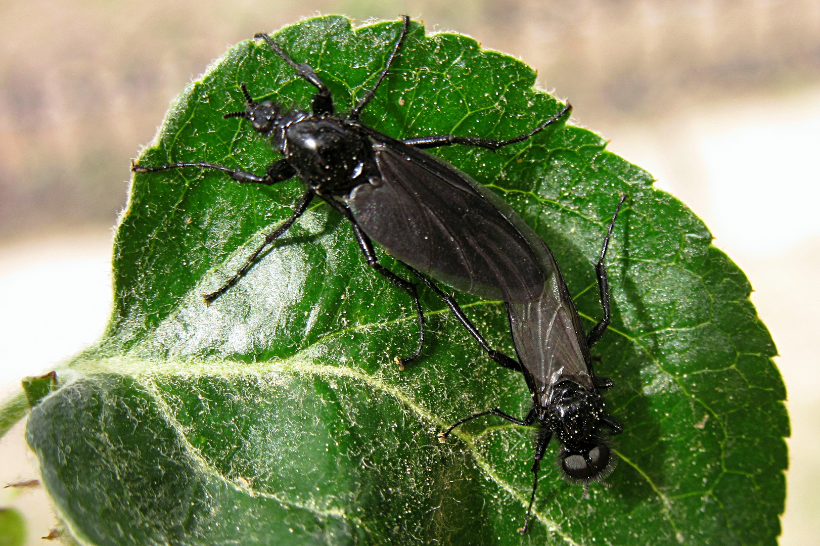 --- Märzfliege (Bibio marci) ---