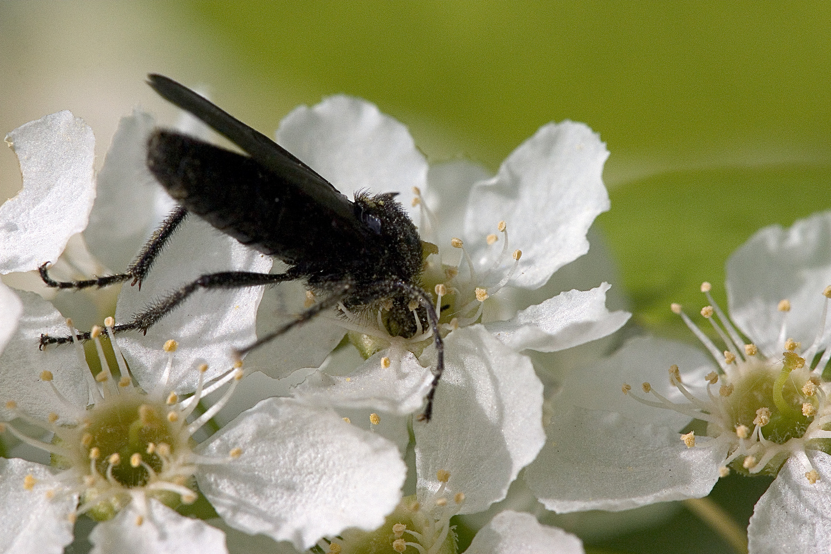 Märzfliege (Bibio marci) abgetaucht