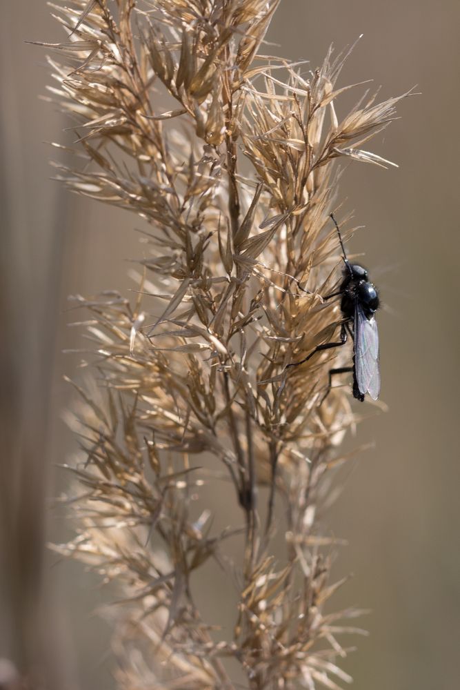 Märzfliege (Bibio marci)