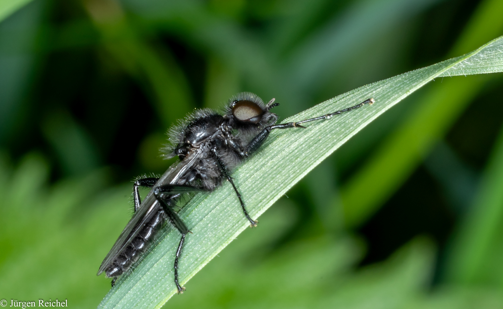 Märzfliege (Bibio marci) 