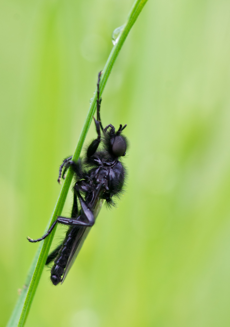 Märzfliege (Bibio marci)