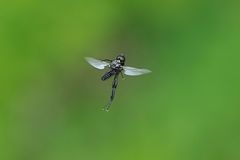 Märzfliege (Bibio marci) Flugbild Dokumentation