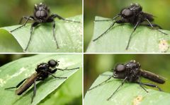Märzfliege (Bibio marci) im heimischen Garten