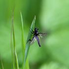 Märzfliege (Bibio marci), Männchen, am Waldesrand