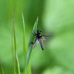 Märzfliege (Bibio marci), Männchen, am Waldesrand