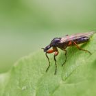 Märzfliege (Bibio varipes), Weibchen