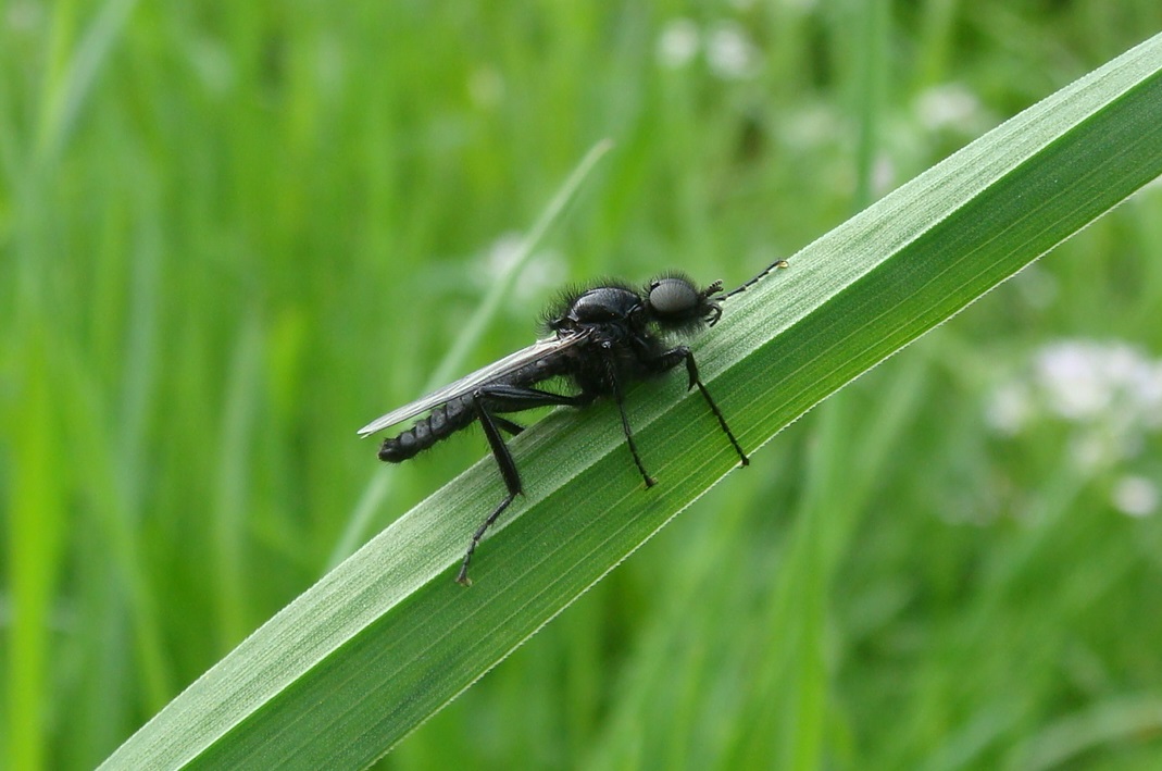 Märzfliege